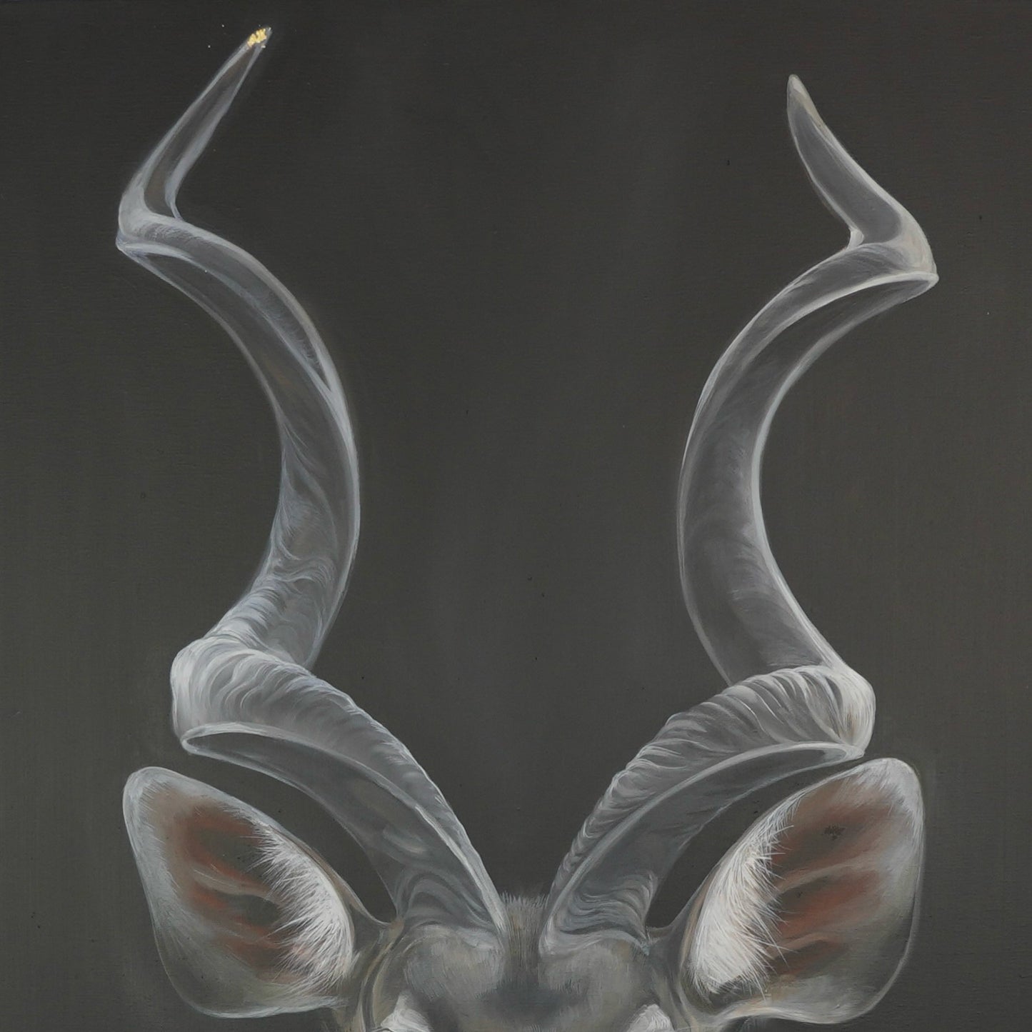 Kudu Bild 4