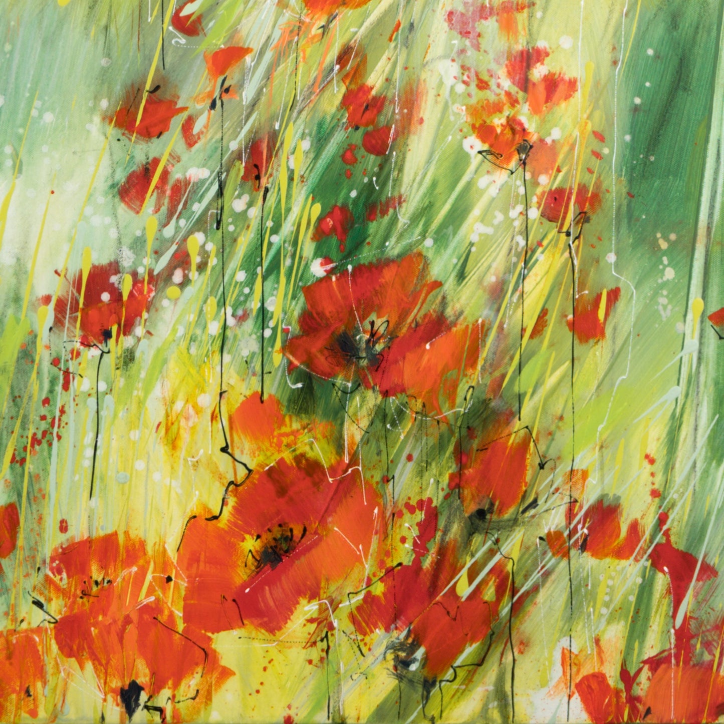 Morgen Mohn Bild 4