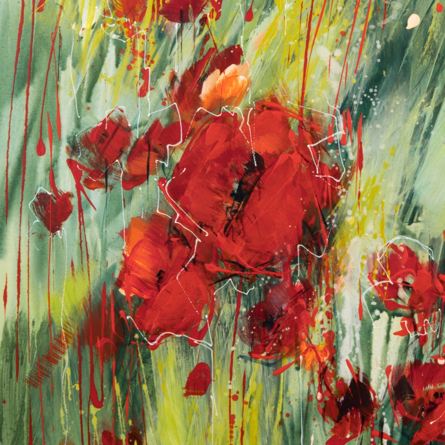 Klatschmohn Bild 3