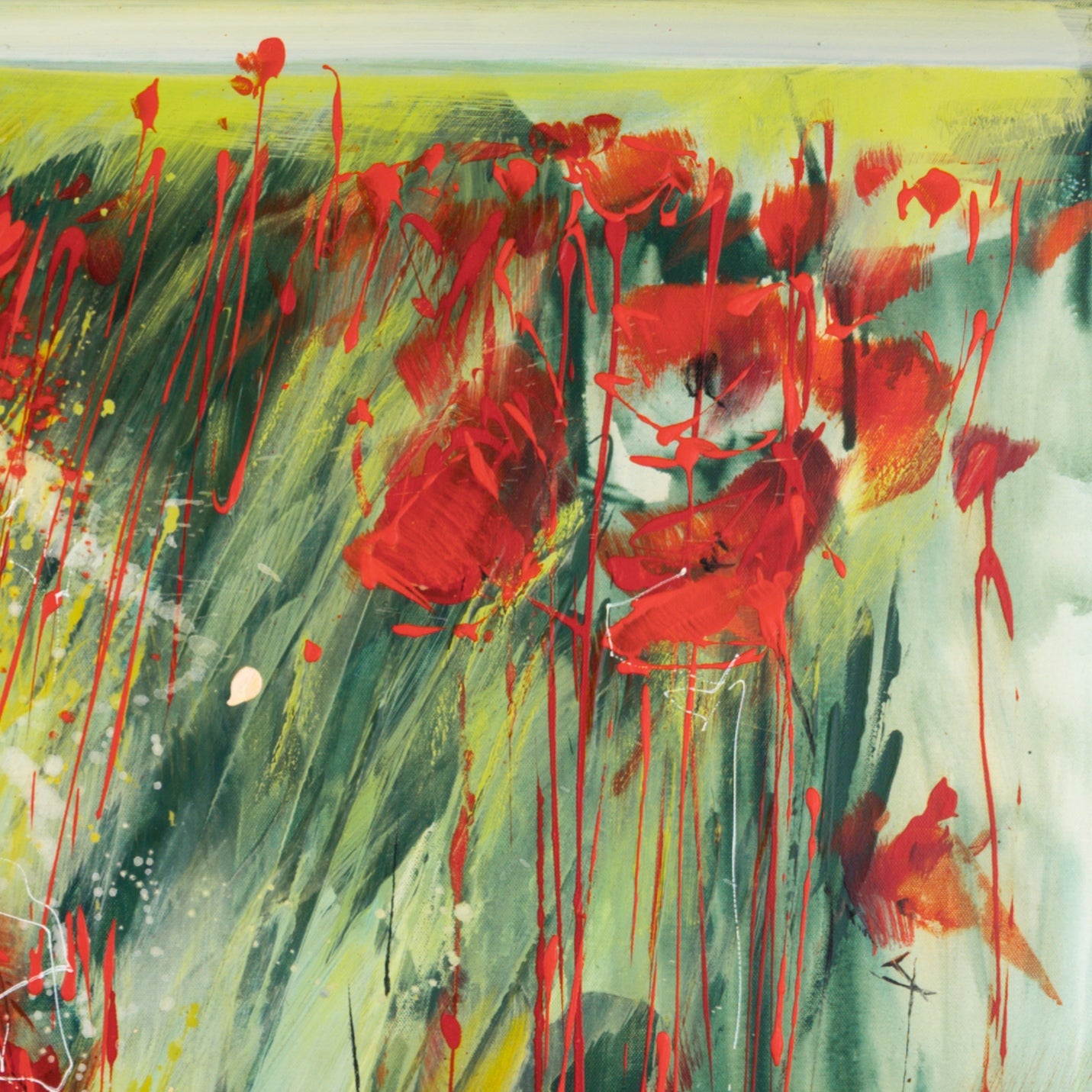 Klatschmohn Bild 5