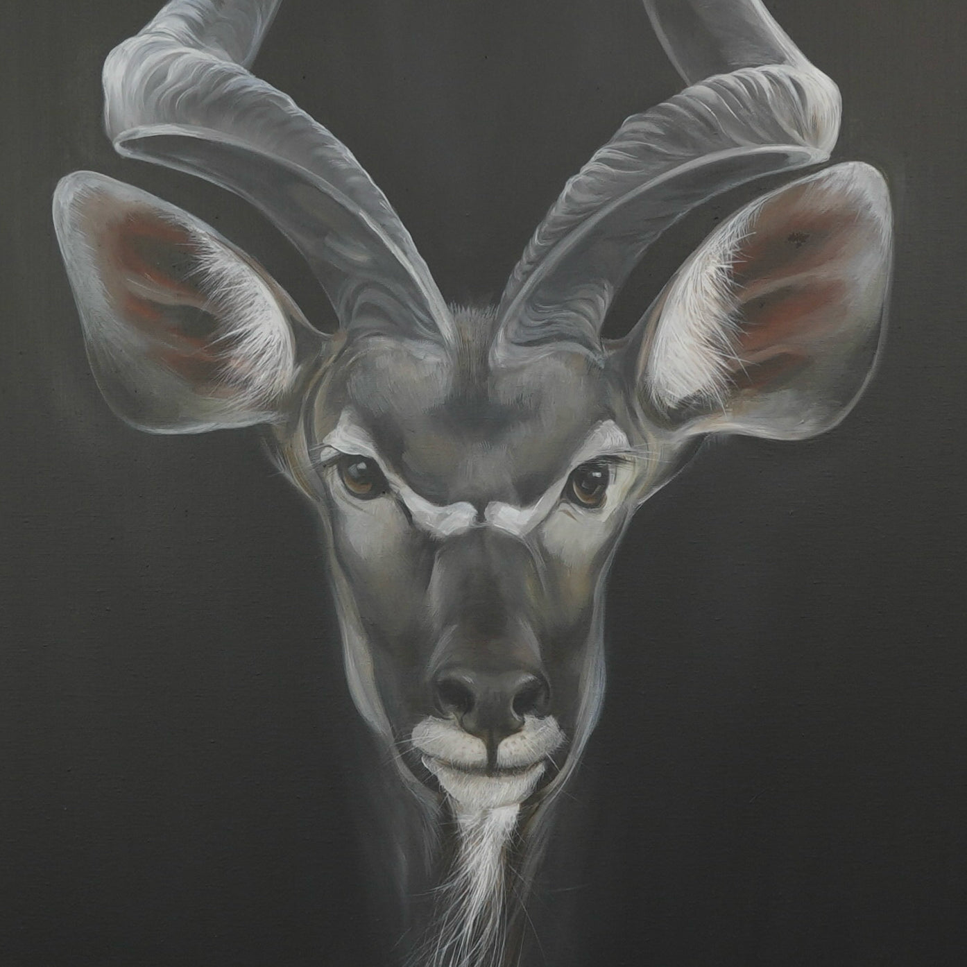 Kudu Bild 3