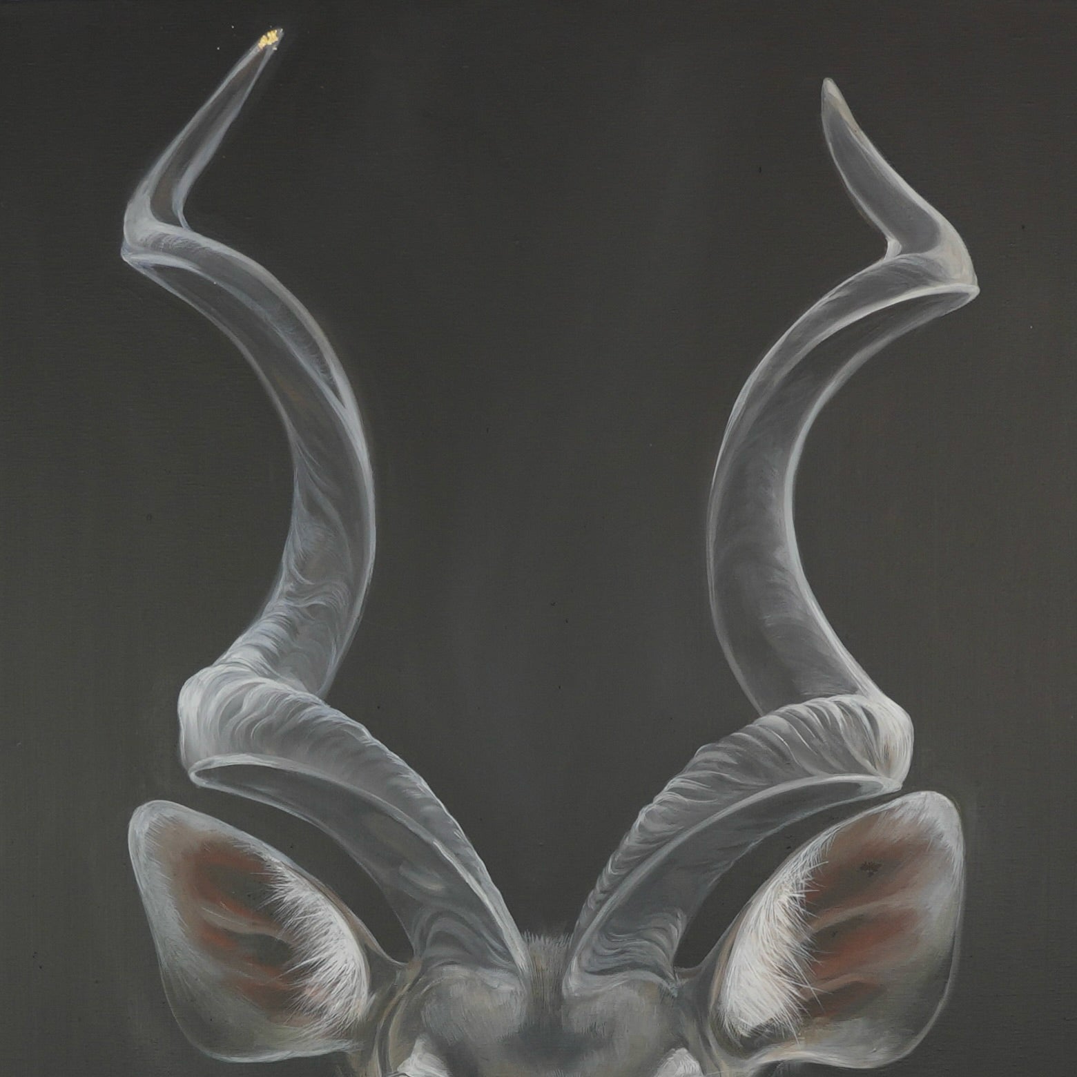 Kudu Bild 4
