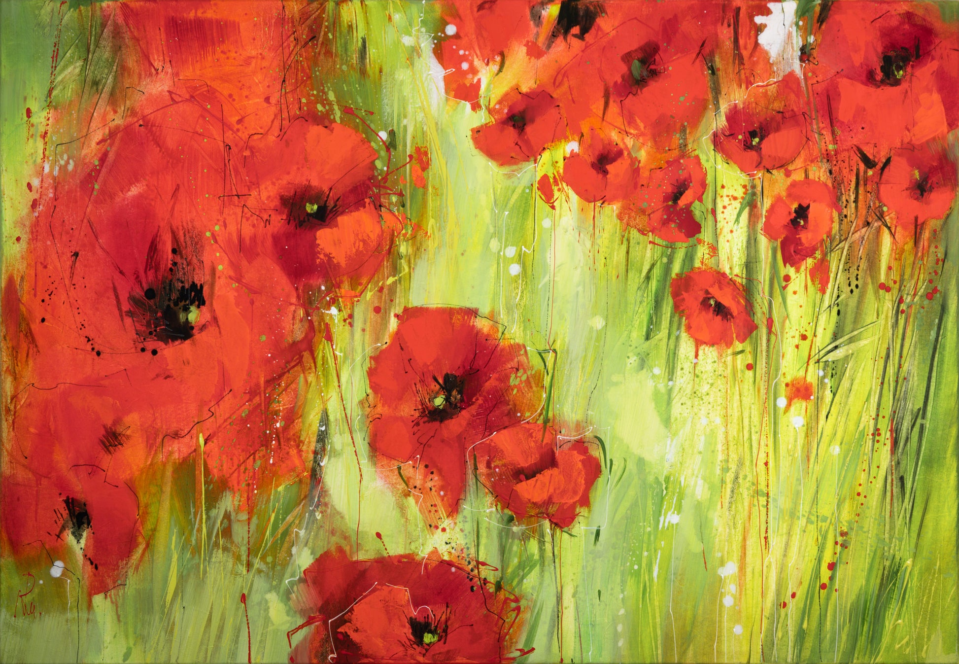Mohnblumen Bild 1