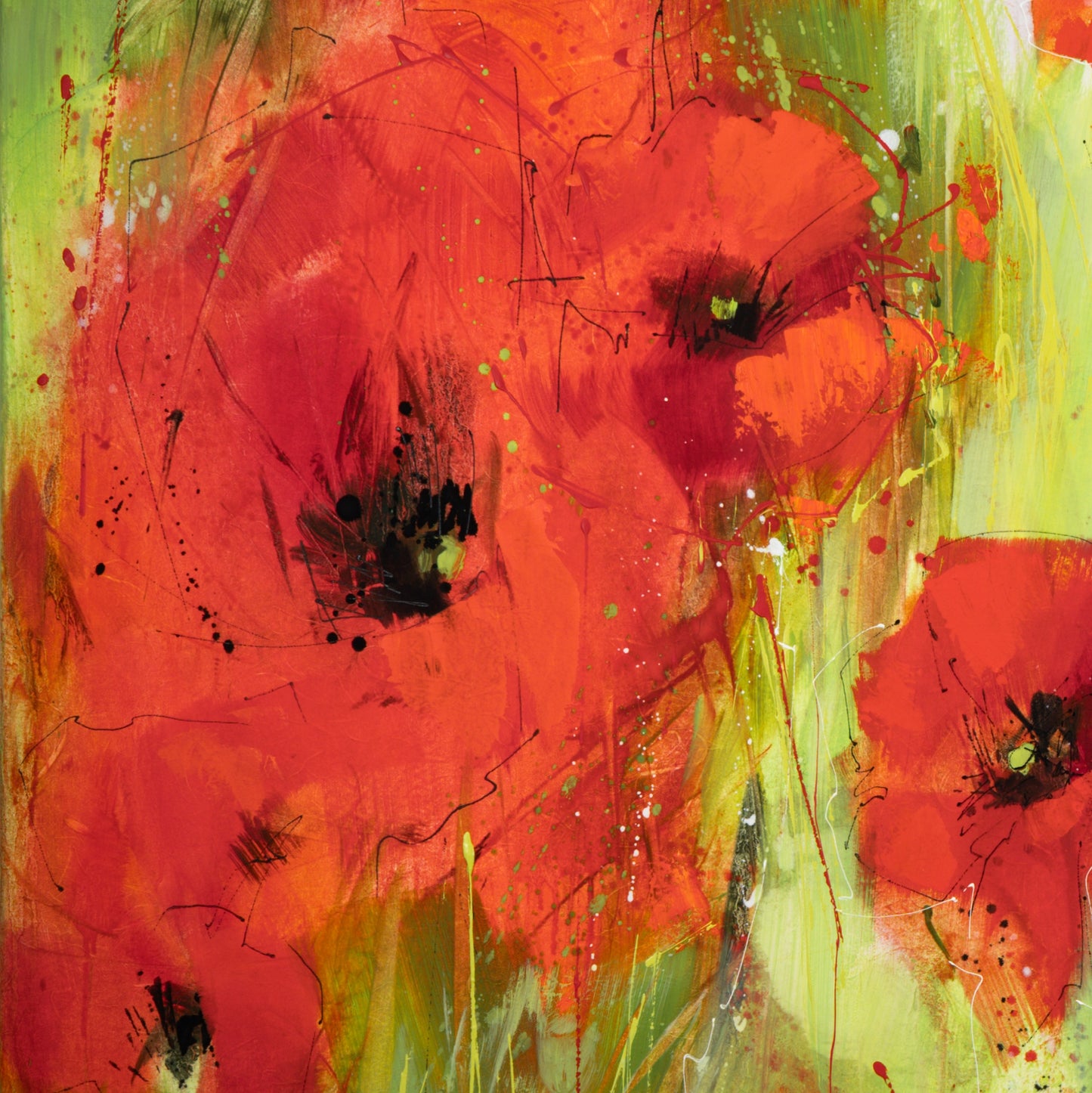 Mohnblumen Bild 3