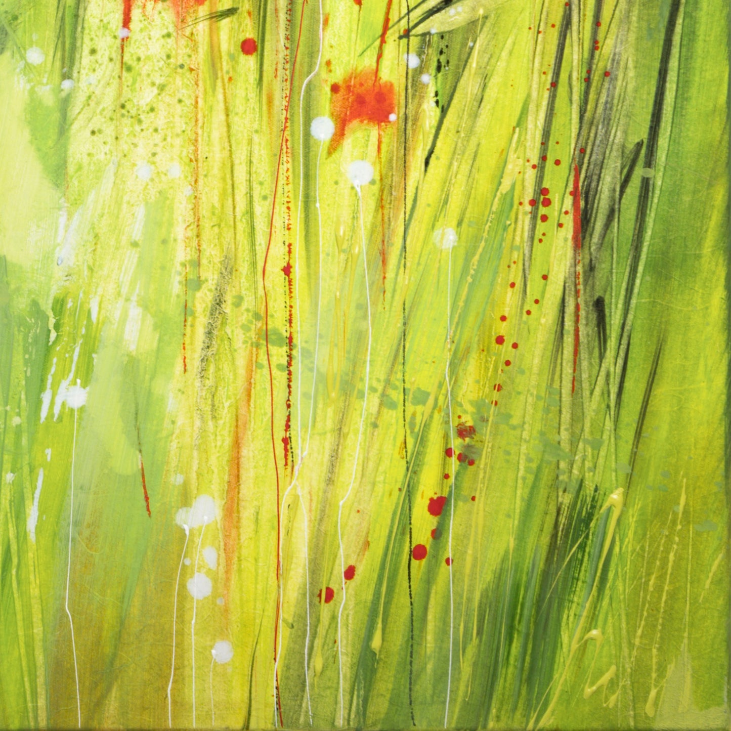 Mohnblumen Bild 5