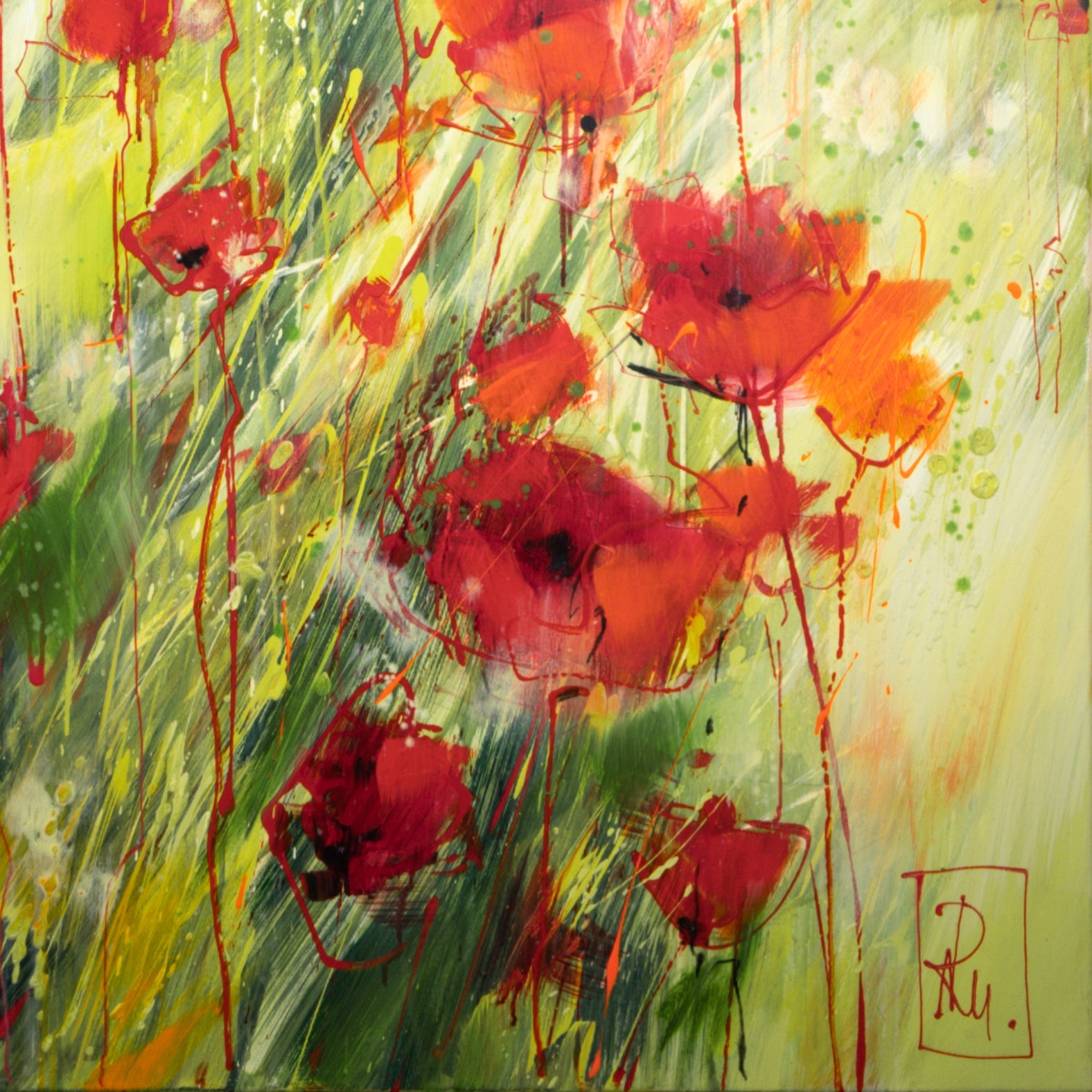 Mohnblumenfeld Bild 5