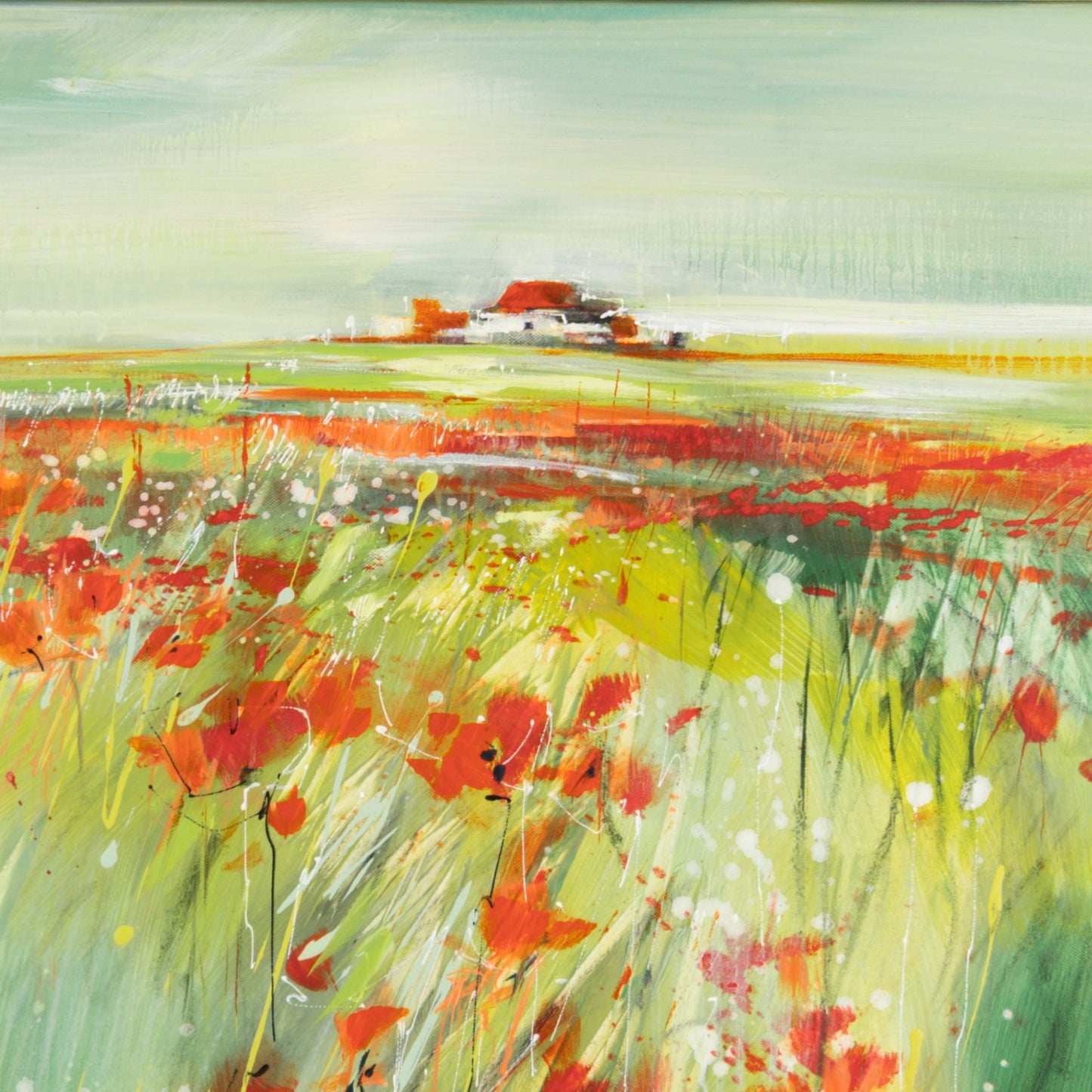 Morgen Mohn Bild 3