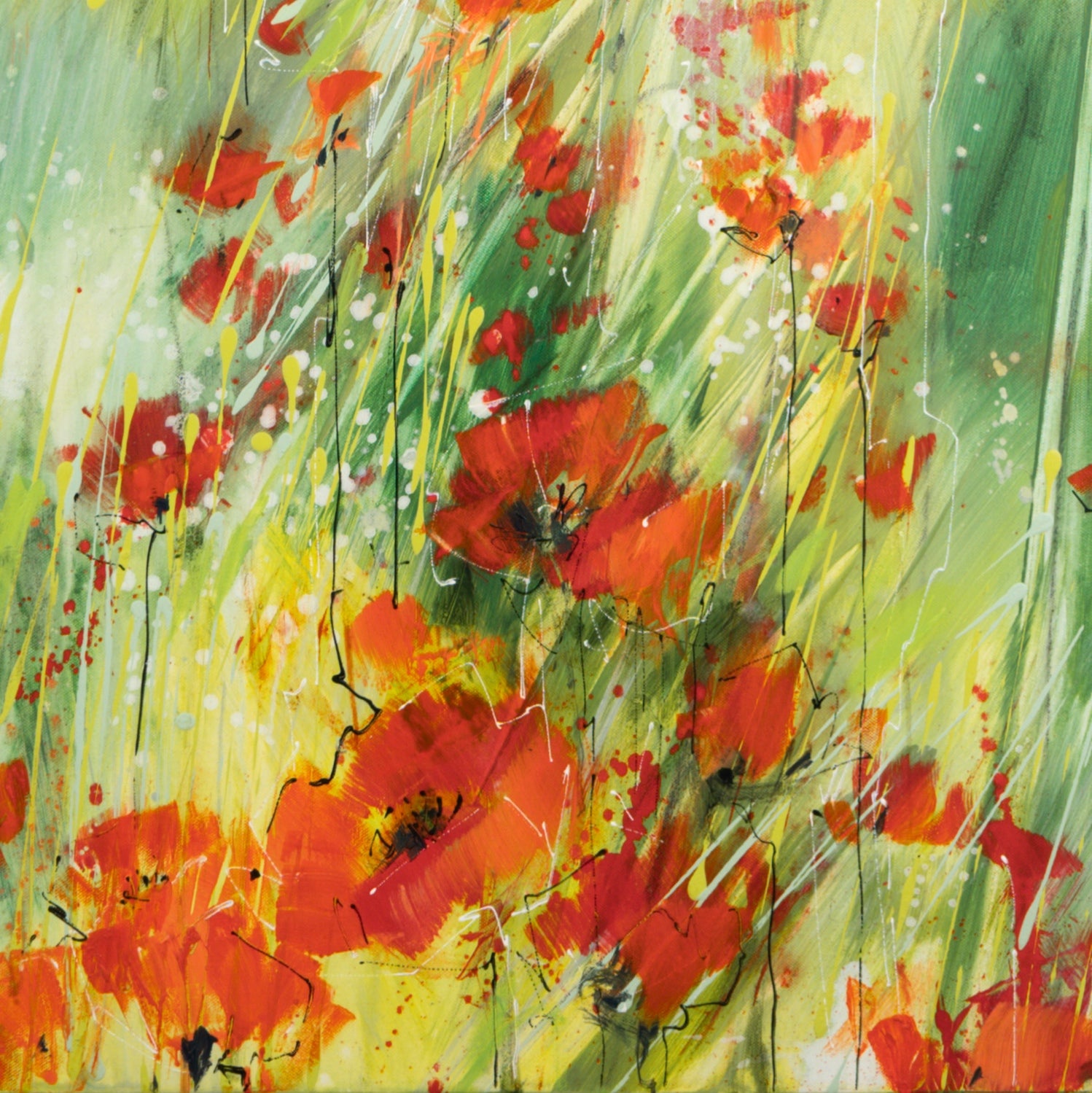 Morgen Mohn Bild 4